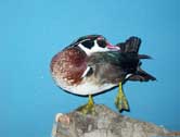 Wood Duck Drake